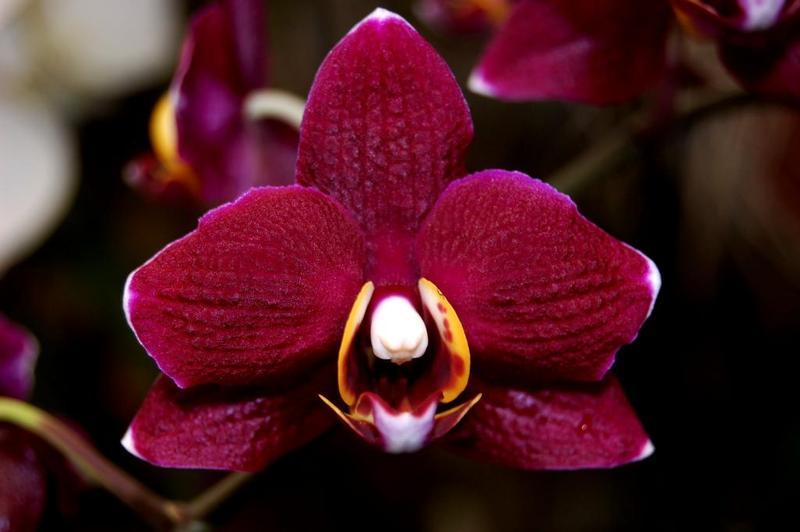 «Орхидеи без границ»