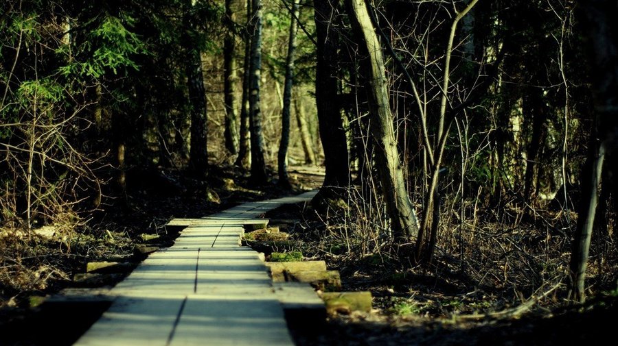 Viikki Arboretum: сказочный лес внутри мегаполиса