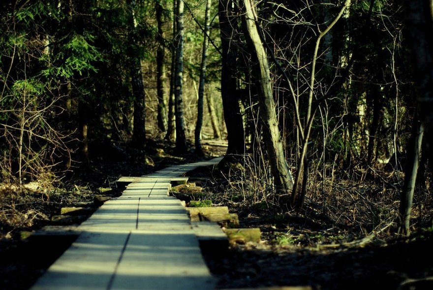 Viikki Arboretum: сказочный лес внутри мегаполиса