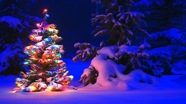 Петербуржцы смогут срубить в лесу новогоднюю елку