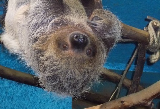 В Московском зоопарке поселился двупалый ленивец Оливер 