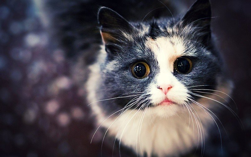 Выставка кошек «День влюблённых в кошек»