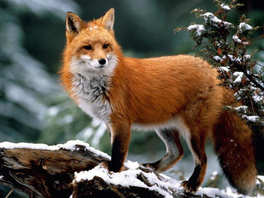 Ginger Fox Day
