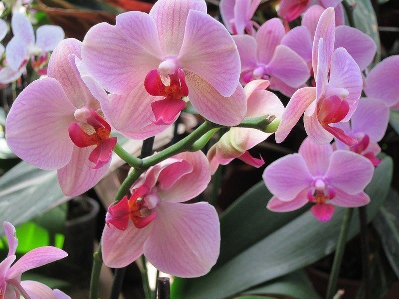 Редкую «пьяную» орхидею покажут в «Аптекарском огороде»