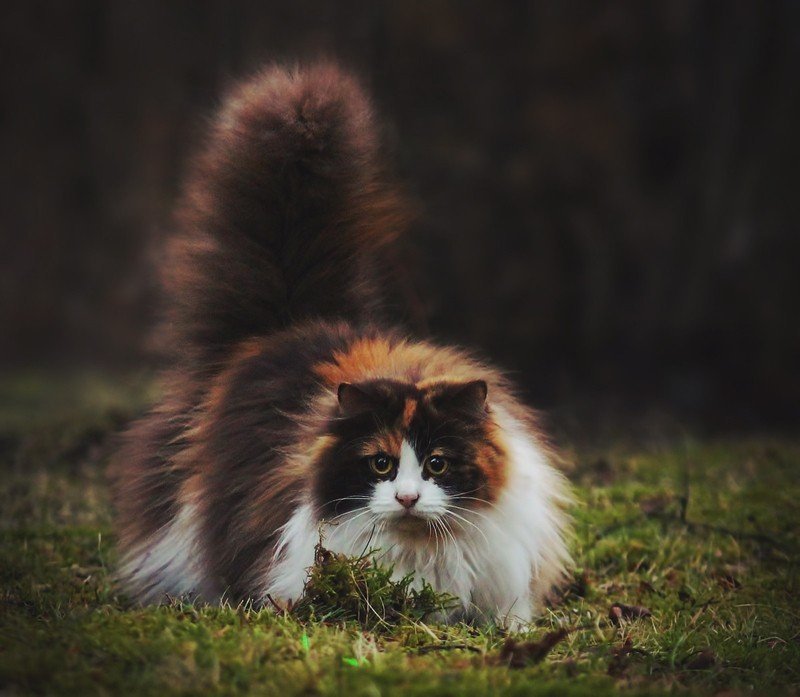 Выставка кошек «Весенний марафон»