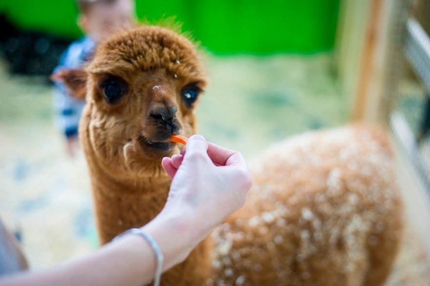 Круглогодичный контактный зоопарк откроют в «Сокольниках» 