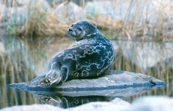 Как спасти тюленей и нерп, попавших в черту города