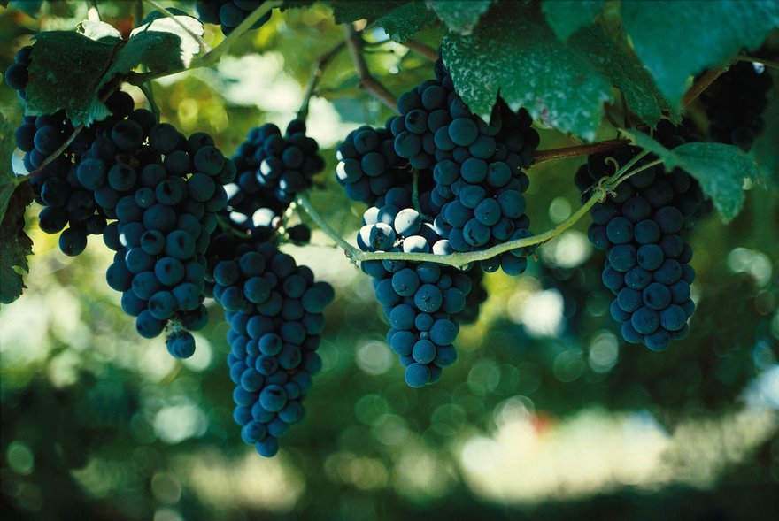 Курсы виноградства в «Аптекарском огороде»