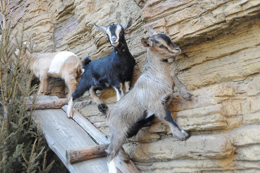 В Московском зоопарке у камерунских коз и карликовых баранов родились детеныши