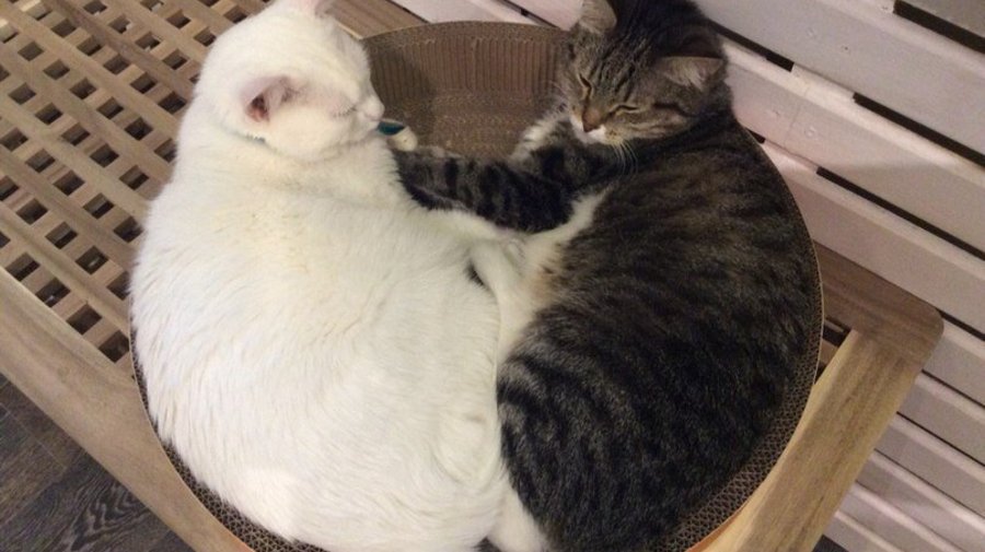 Новое место: котокафе «Котики и люди»