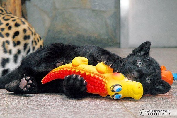 Ленинградский зоопарк собирает игрушки для ягуарят