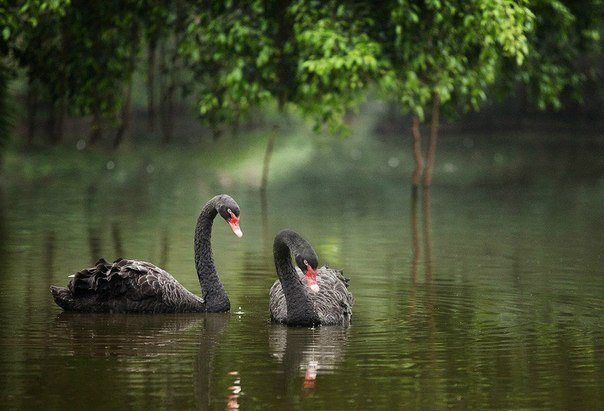 Пара чёрных лебедей вернется в Михайловский сад