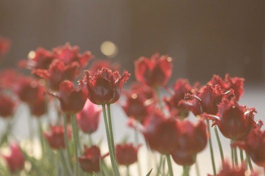 Луковицы тюльпанов будут раздавать всем желающим в «Сокольниках»