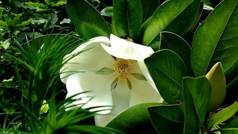 Роскошная белая магнолия расцвела в Ботаническом саду