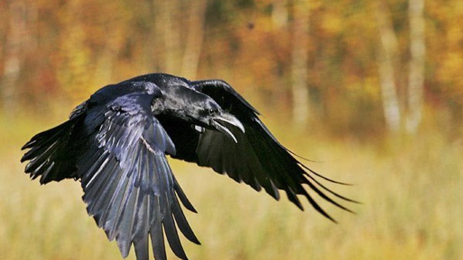 Петербуржцам рекомендуют избегать места скопления ворон