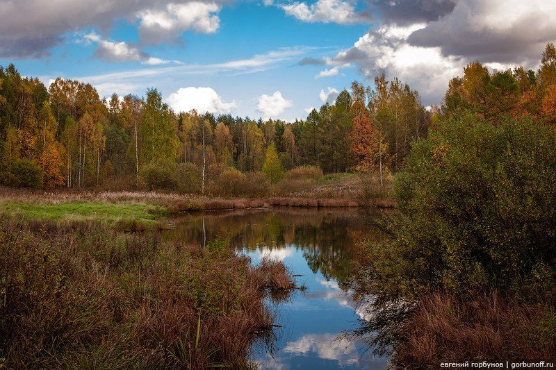 Ржевский лесопарк