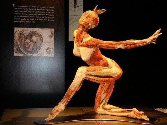  Выставка «Тело человека»