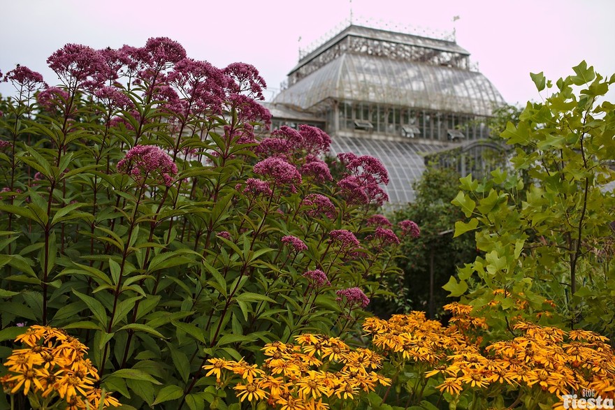 10 жемчужин петербургского Ботанического сада