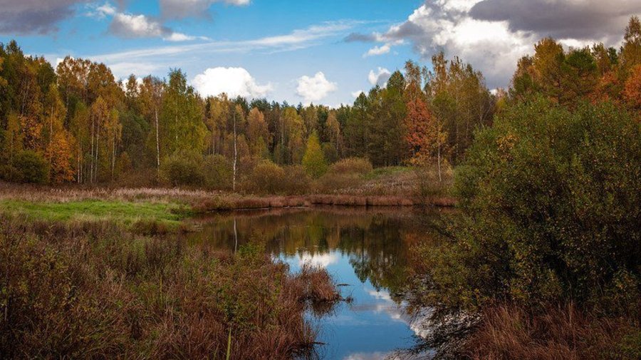 Ржевский лесопарк