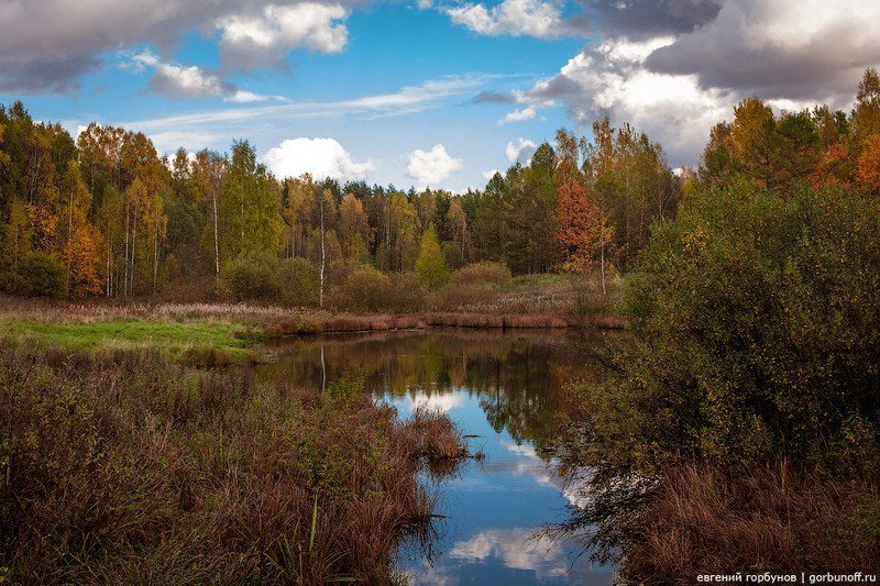 Ржевский лесопарк