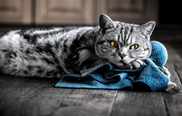 «Все оттенки кошачьего»: коты-мореходы