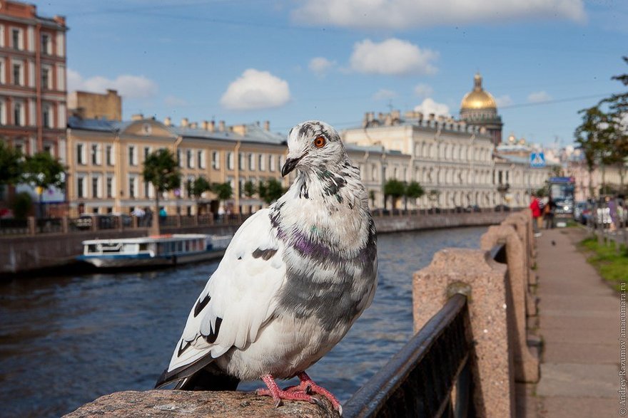 Сытые голуби угрожают здоровью петербуржцев 