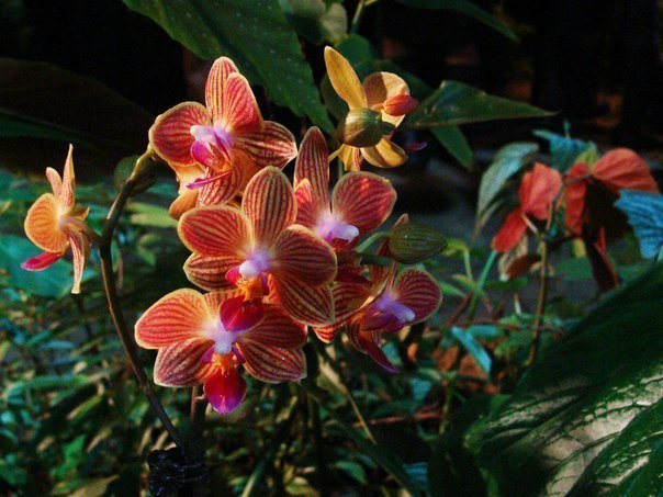 Фестиваль орхидей «Осколки радуги»