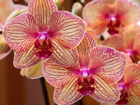 Выставка орхидей «Осколки радуги 2015»