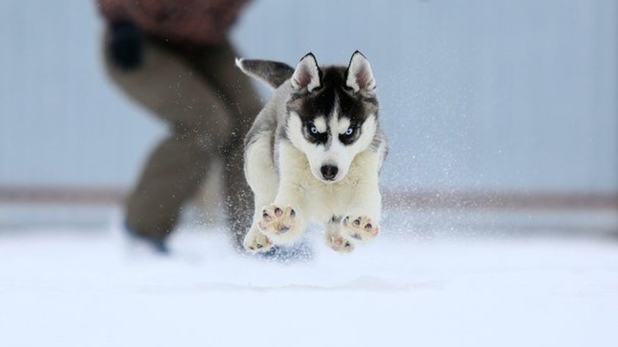 Husky – Born to run
