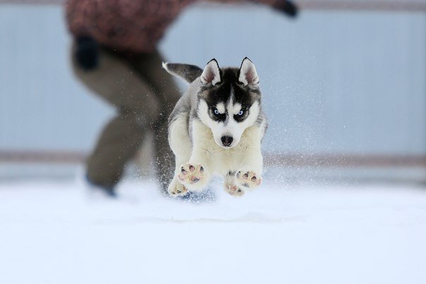 Husky – Born to run