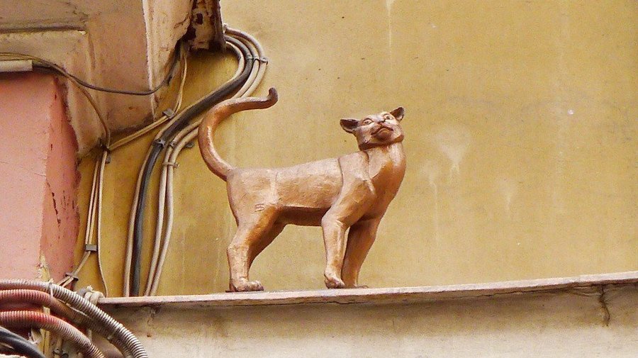 Петербургские кошки