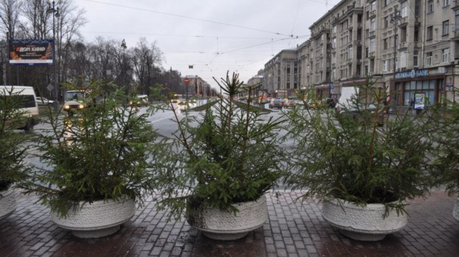 В цветочных вазонах на улицах города появились живые ели