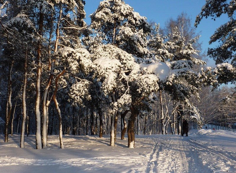 Парк «Сосновка»