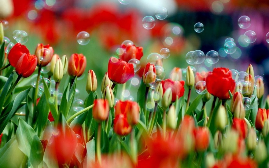 Выставка тюльпанов «Мечты о весне»