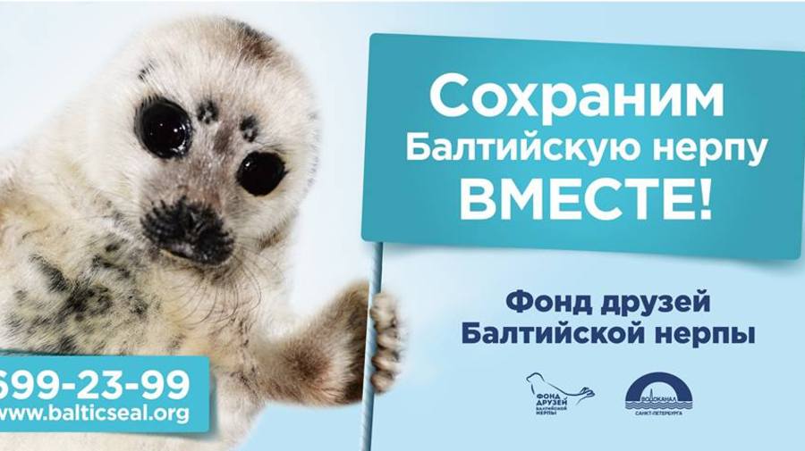 Плакаты «Сохраним балтийскую нерпу вместе!» появятся в Приморском районе