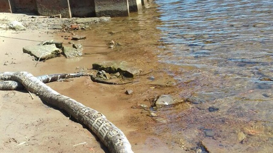 На Крестовском острове нашли огромную кобру
