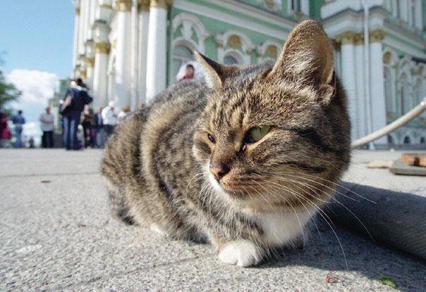 «День эрмитажного кота»