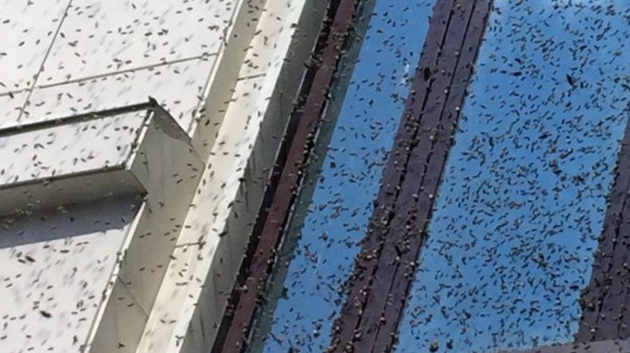 Здание Политеха атаковал огромный рой пчел