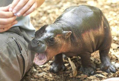 Бегемоты в центре Тамбова - Супермаркет Бегемот