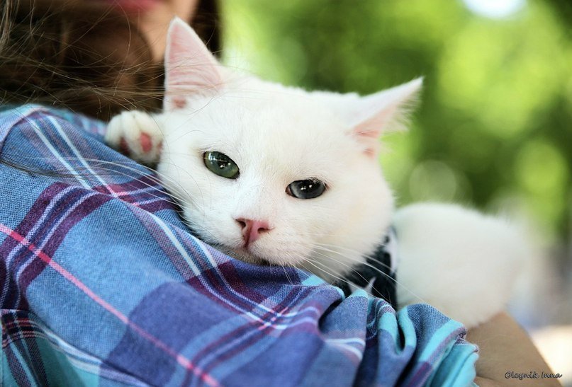 Выставка кошек «Самый с усамый»