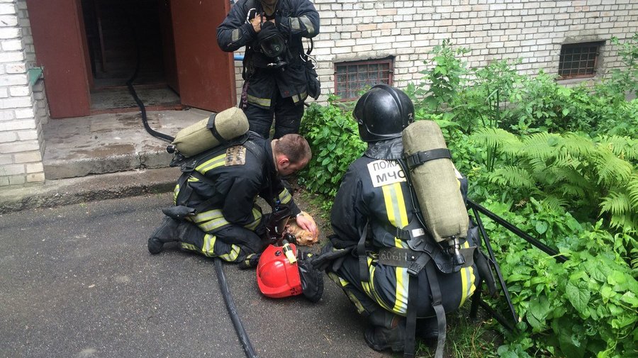 Петербургские пожарные спасли кота, пострадавшего во время пожара