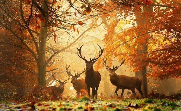 Фотовыставка «Лесные истории. Осень»
