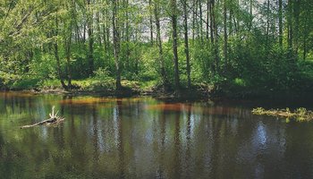 Природный заказник «Гладышевский»