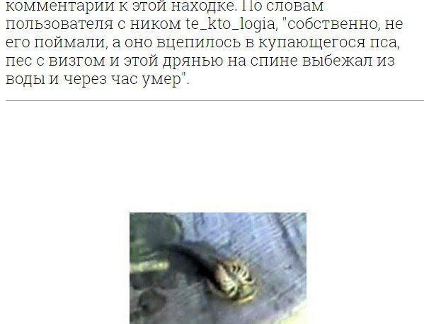 Чудовище Ладожского озера