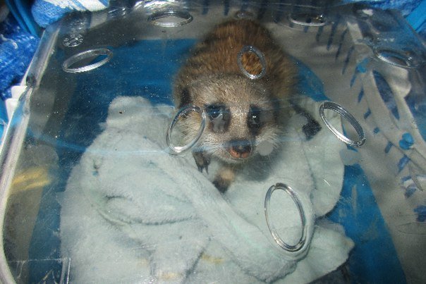 Милого суриката доставили в аэропорт Пулково