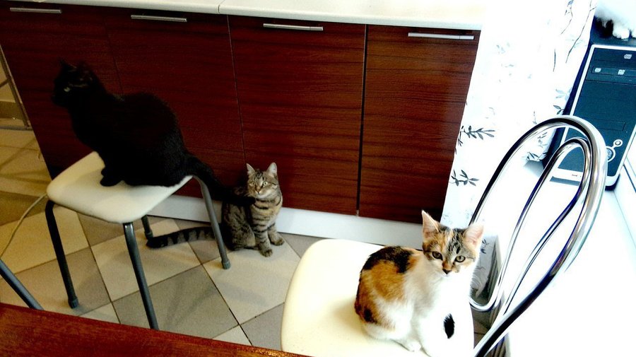 «КоТейня МЯУкафе»