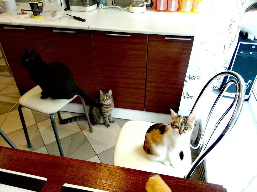 «КоТейня МЯУкафе»