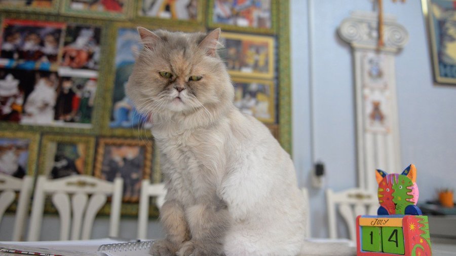 Музей кошки 