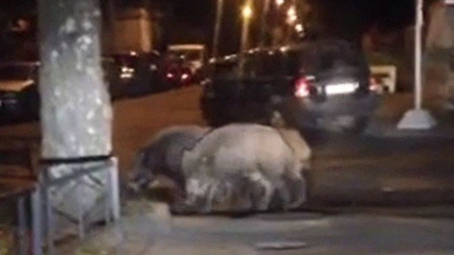 Ночью по городу разгуливали дикие кабаны