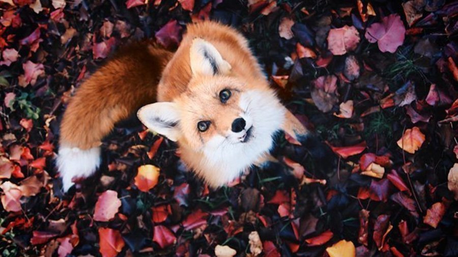 Ginger Fox Day